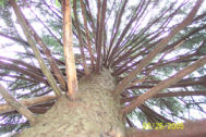 kletterbaum